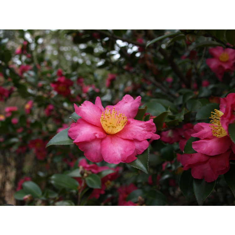 sasanqua camellia