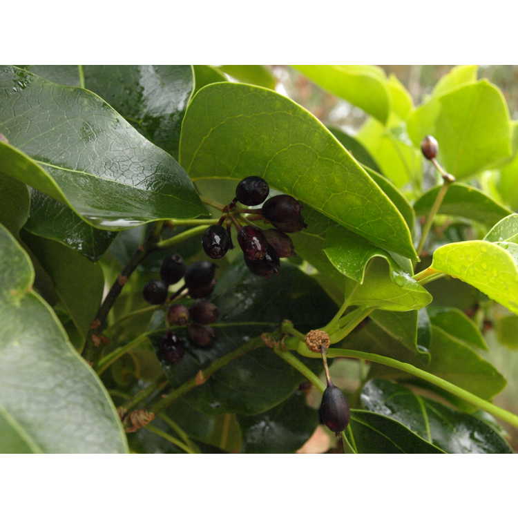 Dendropanax trifidus - tree ivy