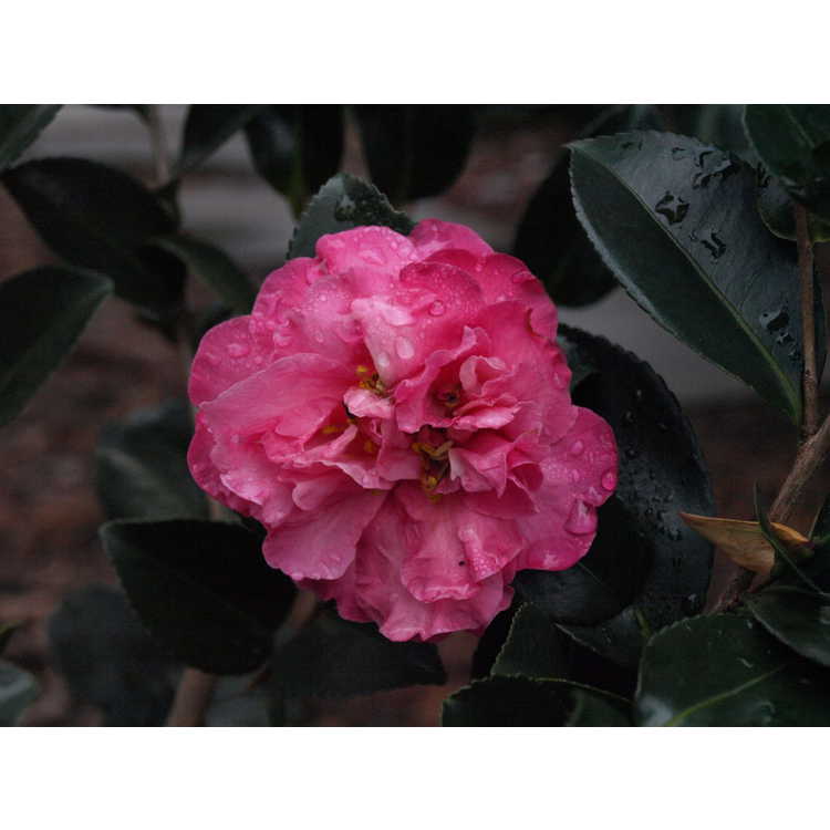 Camellia hiemalis Rose of Autumn