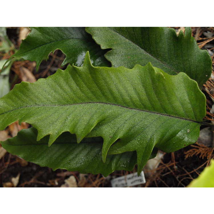 Pyrrosia lingua 'Hiryu' - tongue fern