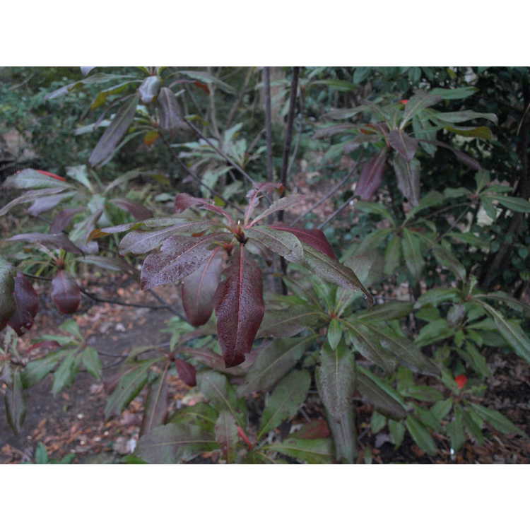 Franklin tree × loblolly bay bigeneric hybrid