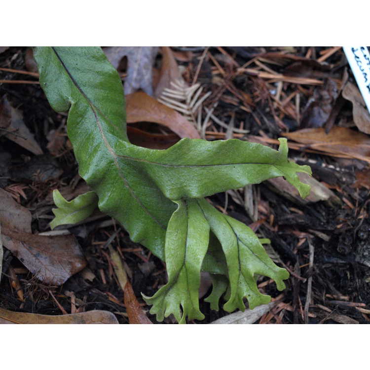 crested tongue fern