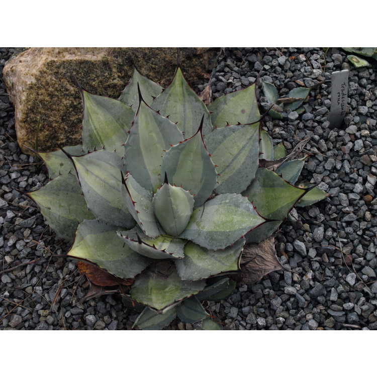 Agave parryi subsp. parryi var. huachucensis 'Excelsior' - variegated Fort Huachuca barrel agave