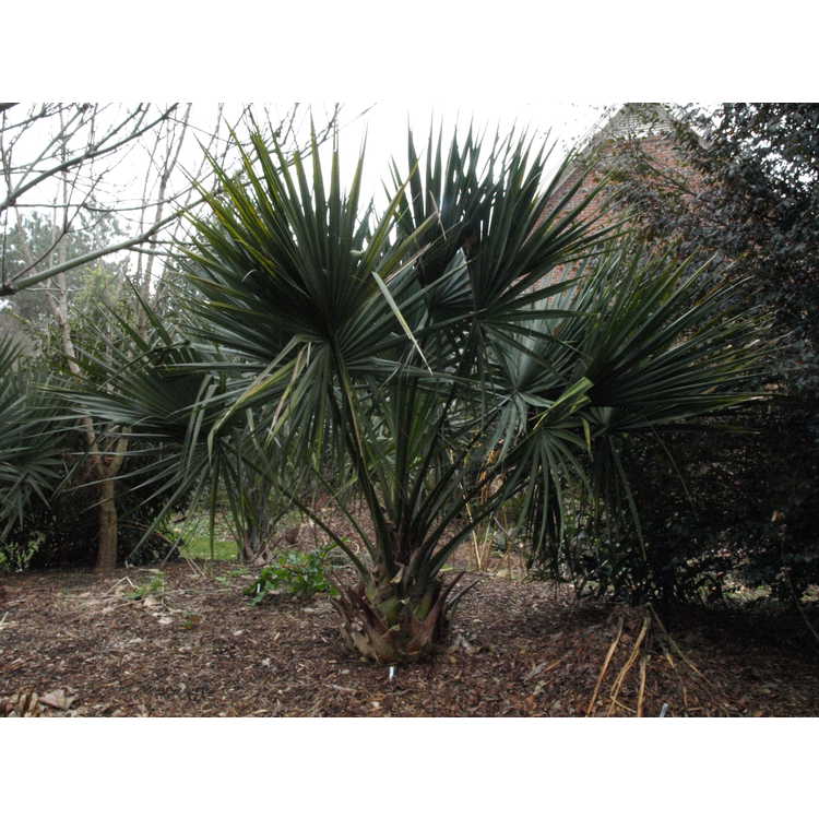 Sabal 'Birmingham' - hybrid palmetto