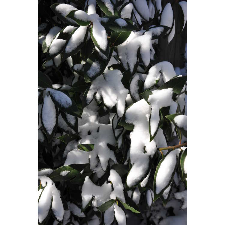 Laurus nobilis × Umbellularia californica