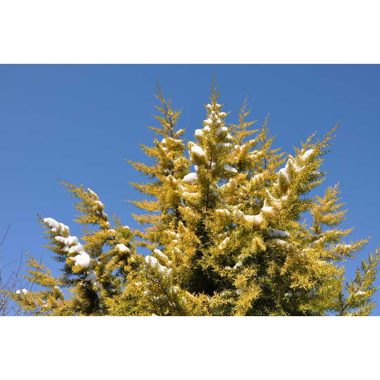 yellow Arizona cypress