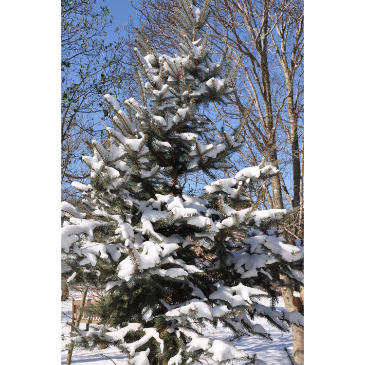 Picea pungens 'Iseli Foxtail' - Colorado blue spruce