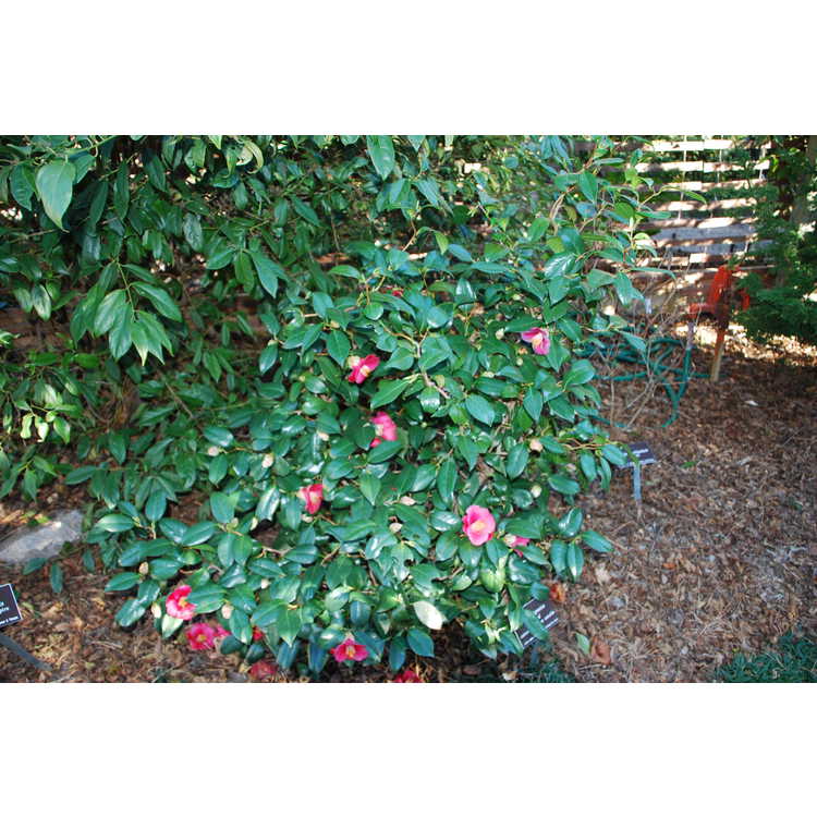 Camellia-japonica-Unryu-004-JCRA-1-5-09.JPG