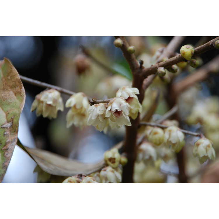Chimonanthus praecox - fragrant wintersweet