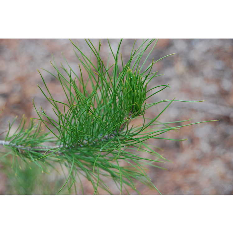 <em>Pinus eldarica</em>