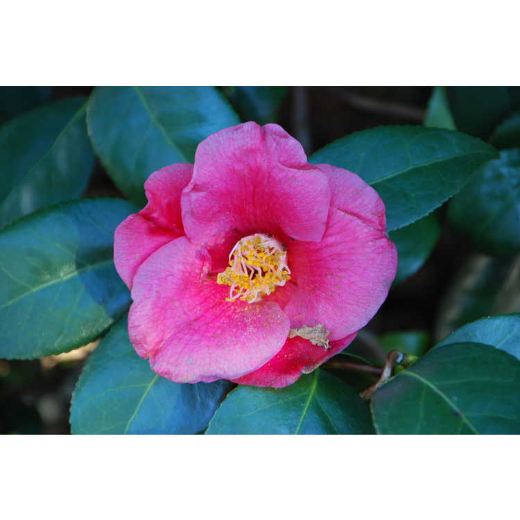 contorted Japanese camellia