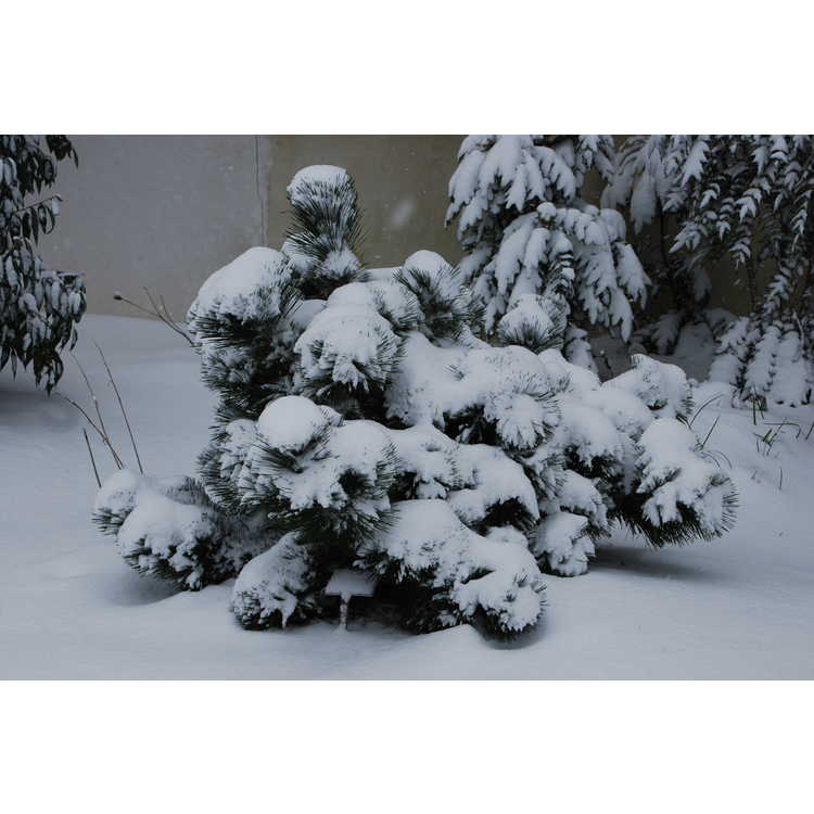 Pinus thunbergii 'Sayonara' - dwarf Japanese black pine