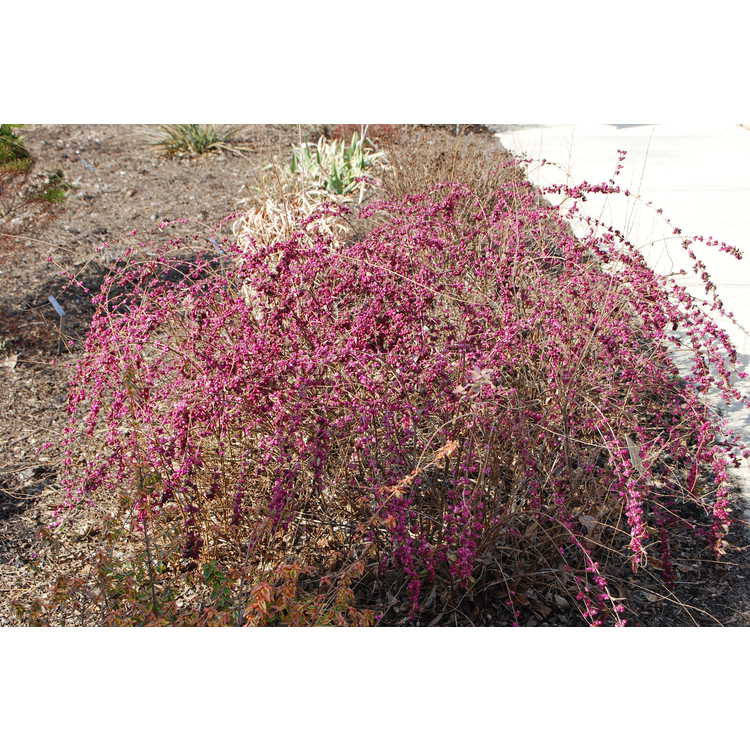 Symphoricarpos ×doorenbosii 'Pink Magic' - Doorenbos coralberry