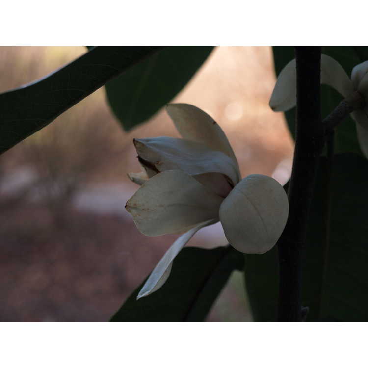 Magnolia cavaleriei var. platypetala - ivory-flower michelia