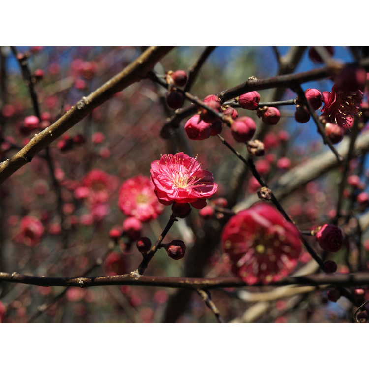 red Japanese flowering apricot