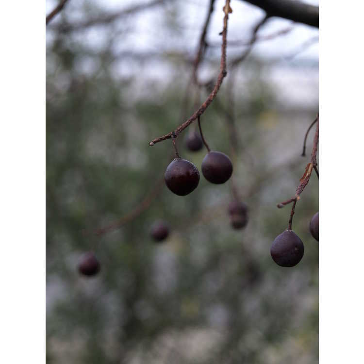 Celtis koraiensis - Korean hackberry
