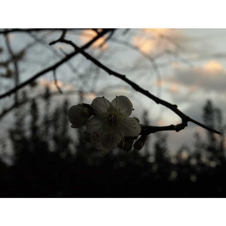 white Japanese flowering apricot