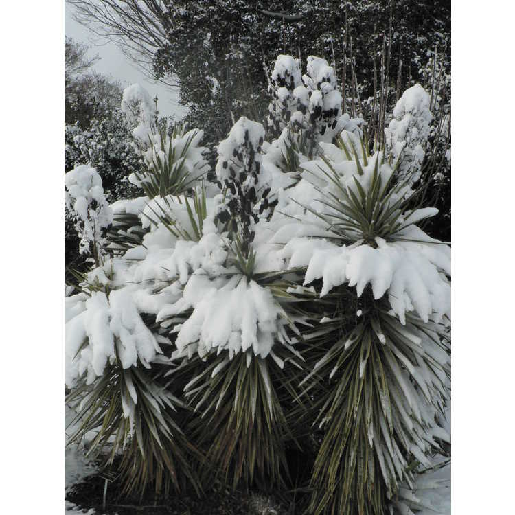 Yucca aloifolia 'Variegata'