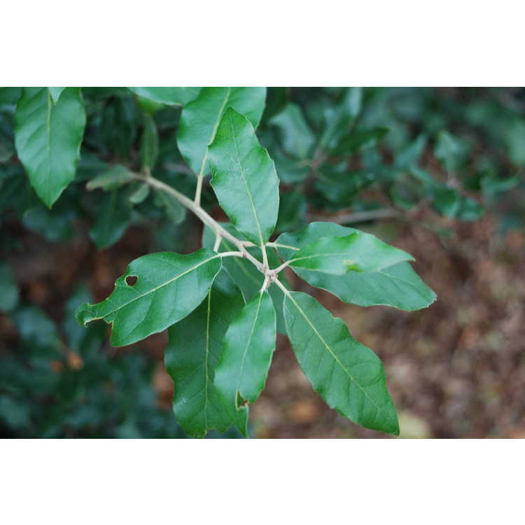 Quercus ilex - holly oak