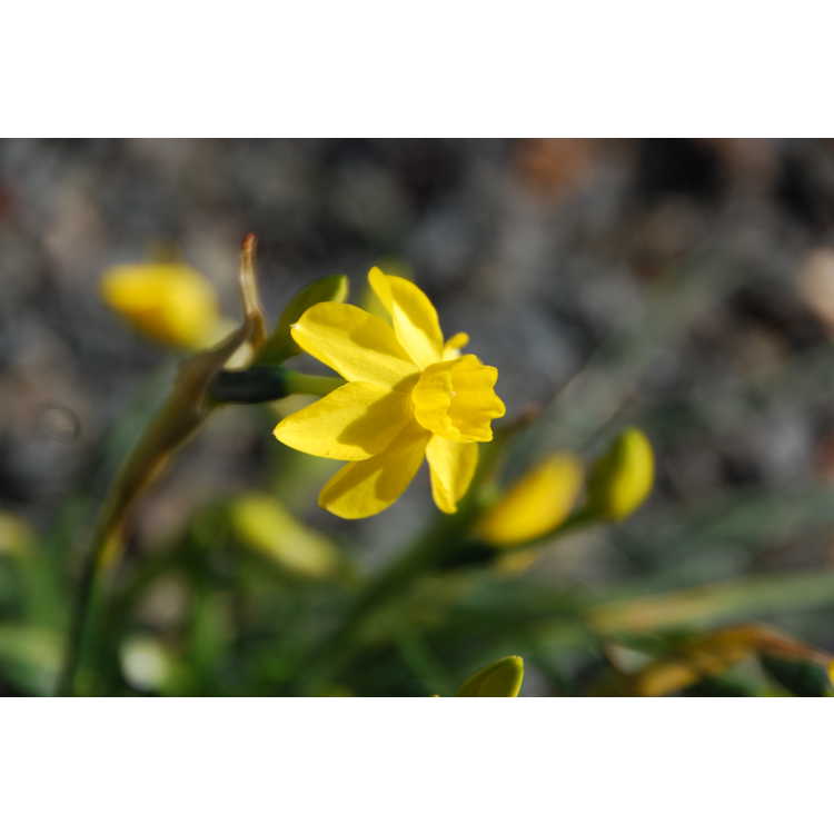 Narcissus jonquilla henriquesii