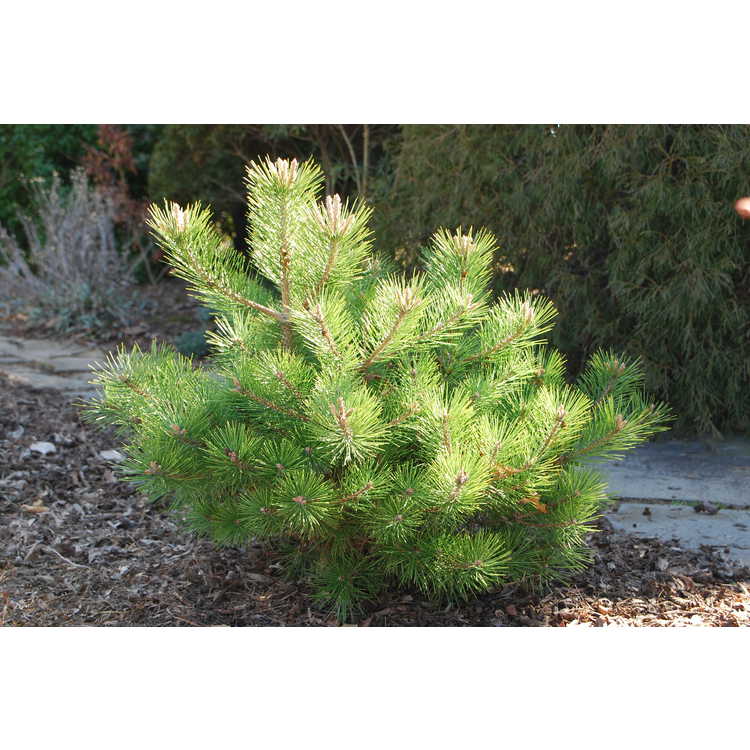 Pinus densiflora 'Vibrant'