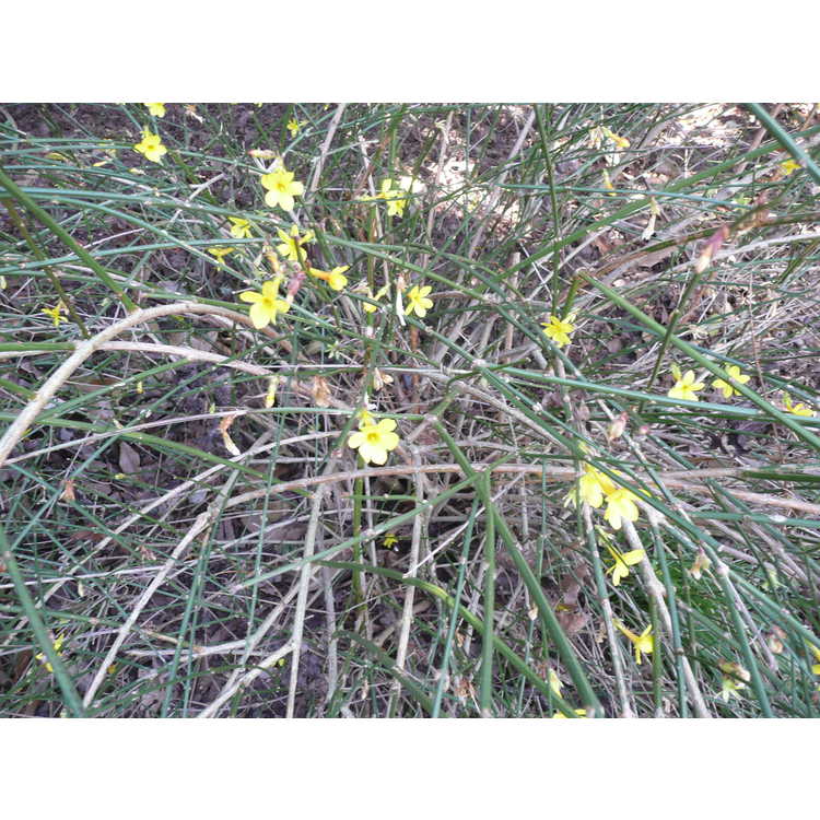 Jasminum nudiflorum 'Aureum' - golden winter jasmine