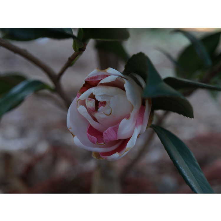 Camellia ×vernalis 'Shibori Egao'