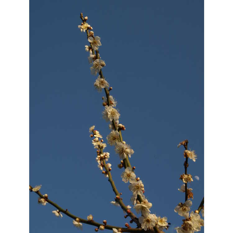 Prunus mume Tojibai