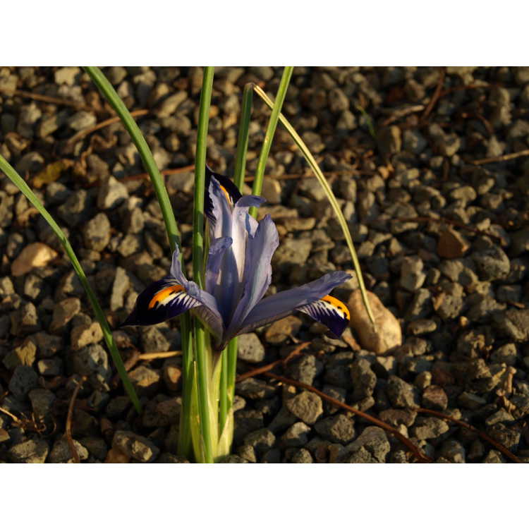 Iris Reticulata Gordon