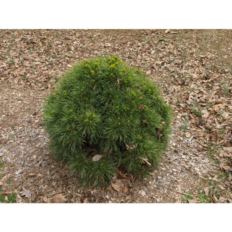 green globe Scots pine