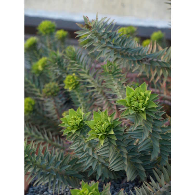 Euphorbia rigida