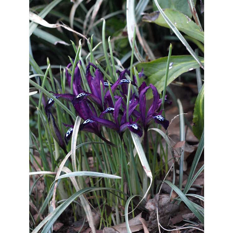 Iris [Reticulata Group] 'Pauline'
