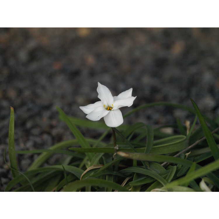 Ipheion uniflorum 'White Star' - spring star flower