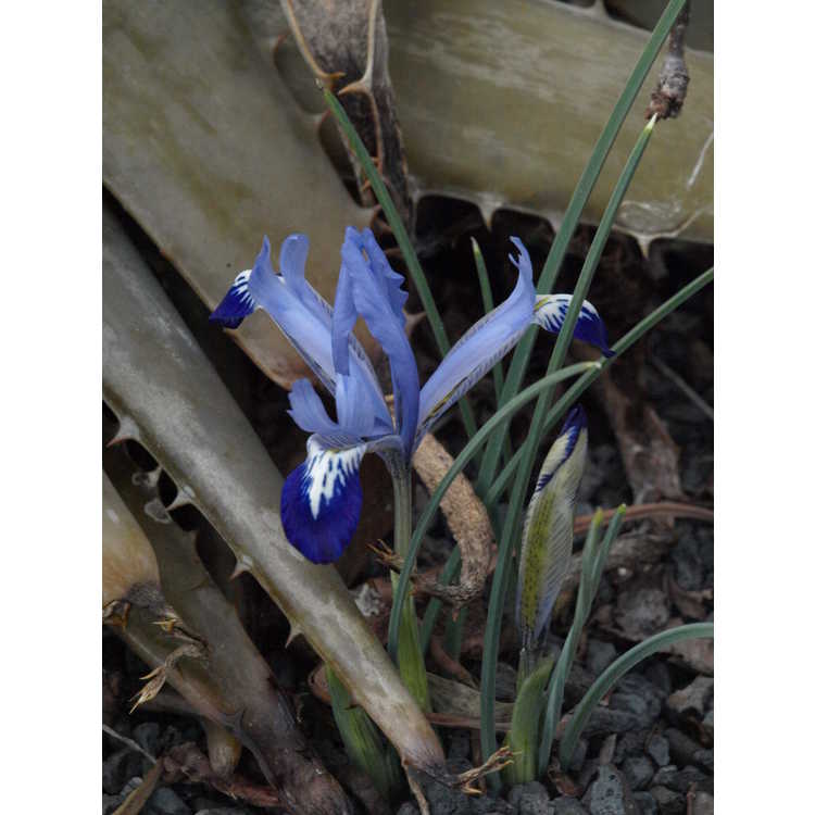 Iris [Reticulata Group] 'Spring Time'