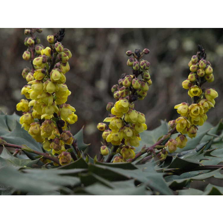 Mahonia japonica Hivernant