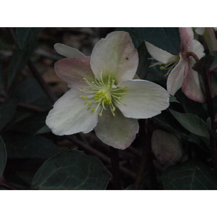 Helleborus ×ballardiae 'Raulston Remembered'