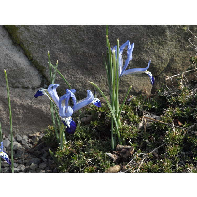 Iris Reticulata Spring Time