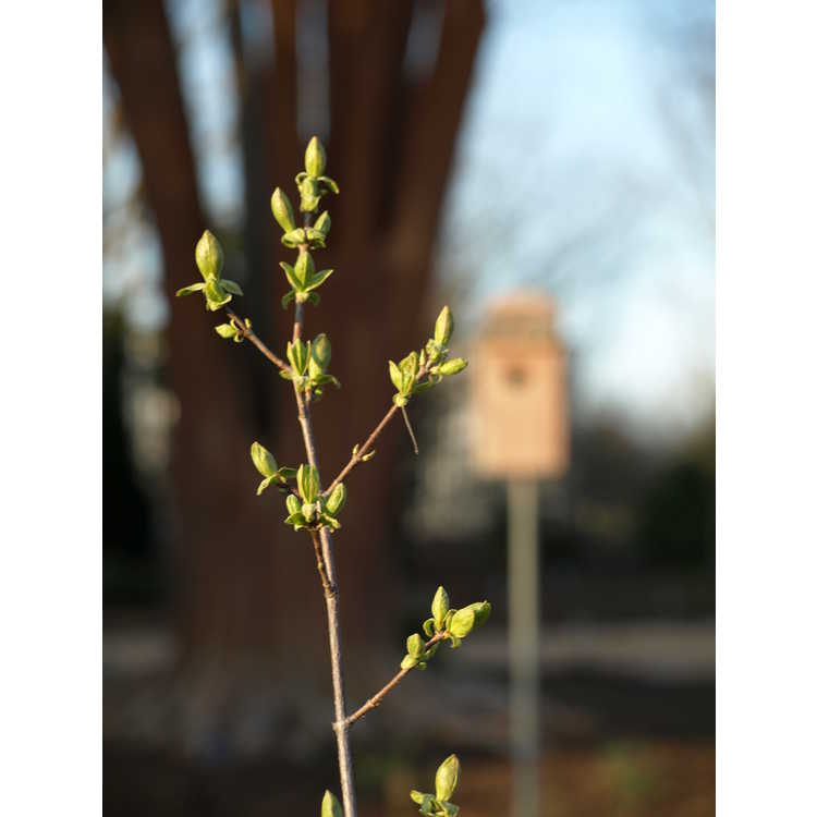 Acer tataricum subsp. semenovii