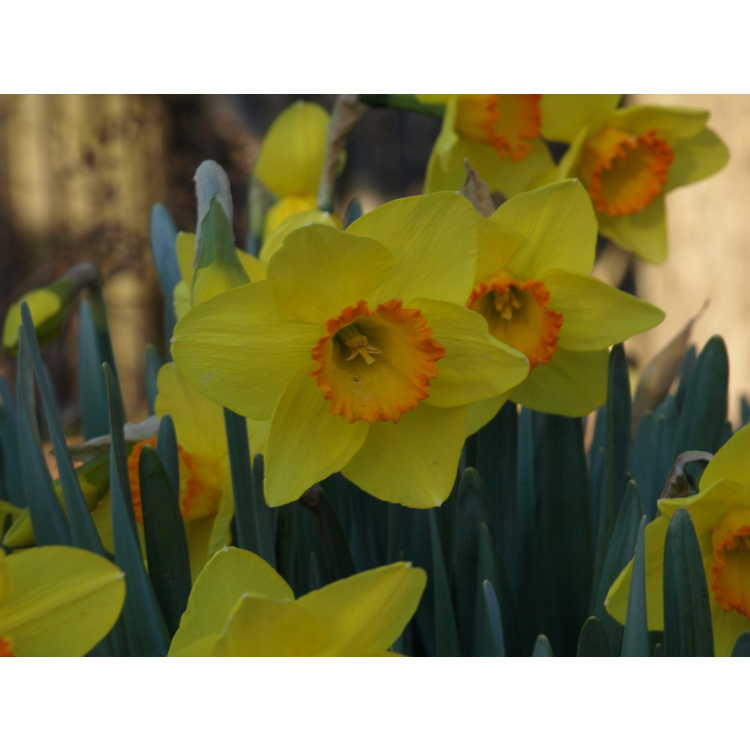 Narcissus 'Pinza' - large-cupped daffodil
