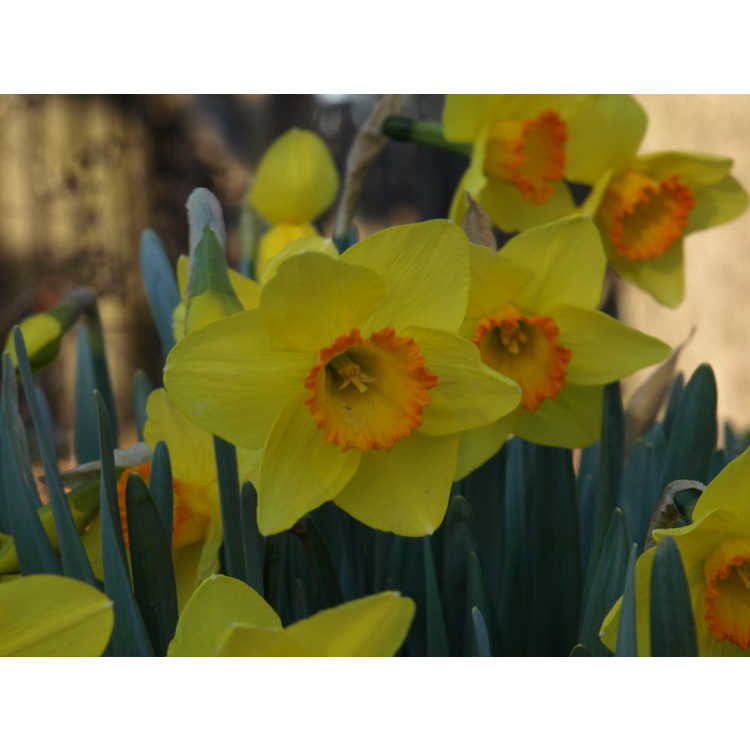 Narcissus 'Pinza' - large-cupped daffodil