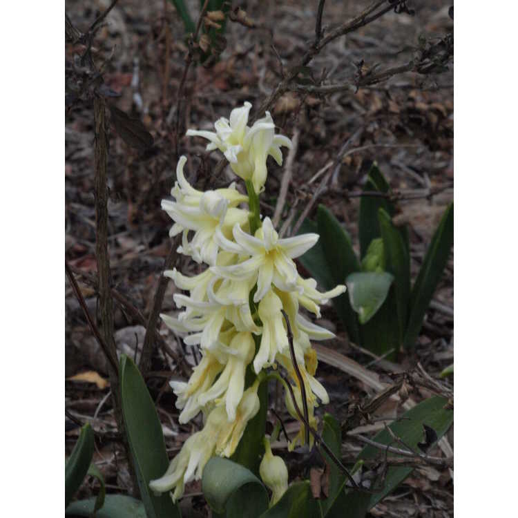 Hyacinthus orientalis 'Yellow Queen'