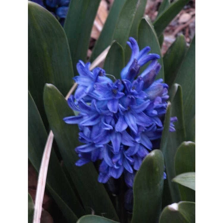 Hyacinthus orientalis 'Delft Blue' - common hyacinth
