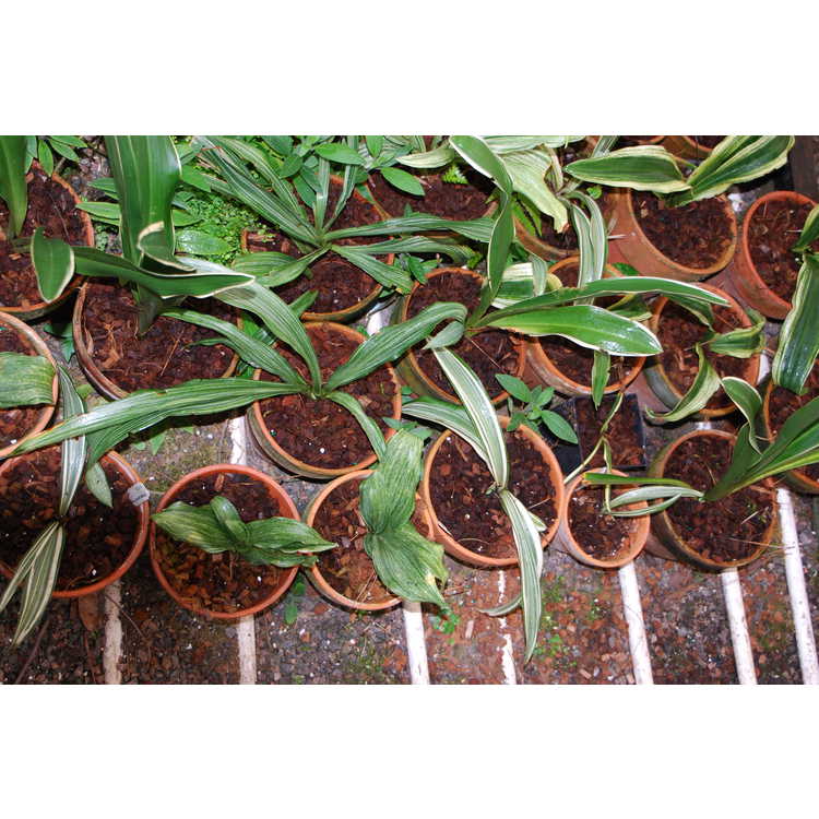Rohdea japonica - sacred lily
