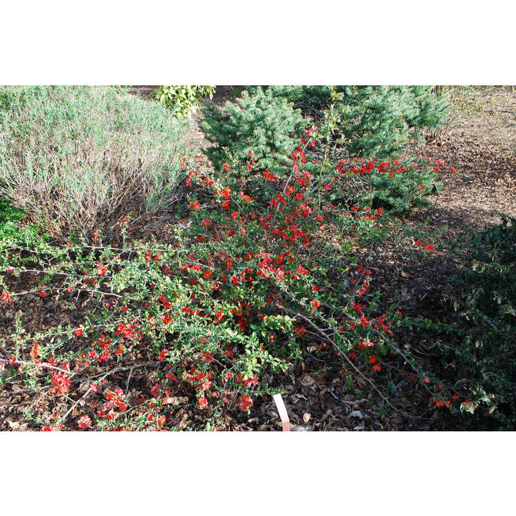 Chaenomeles ×superba 'Mandarin'