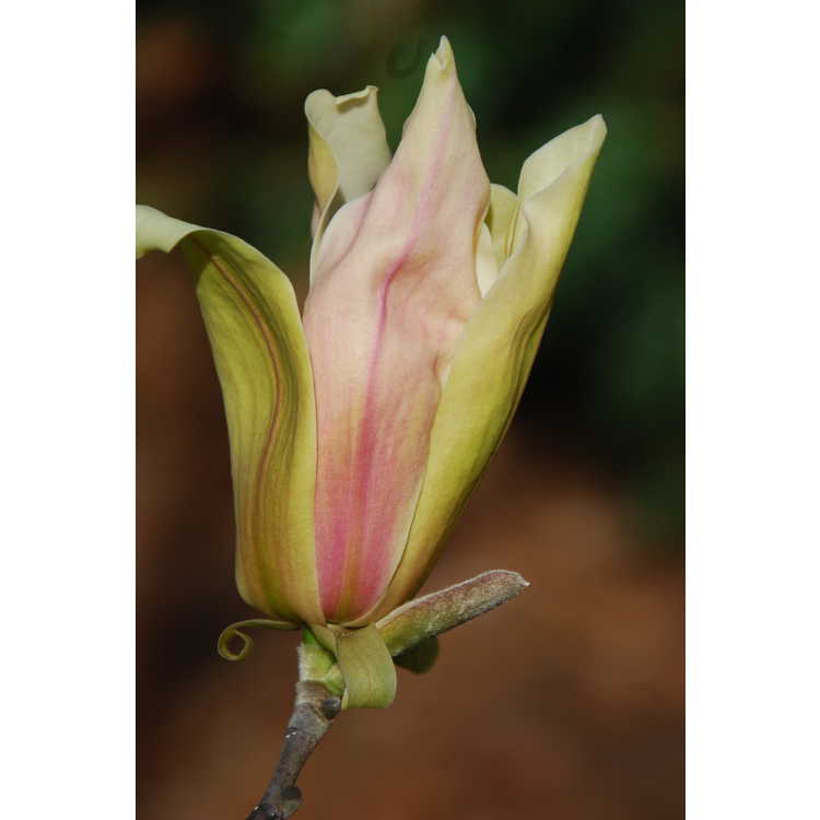 Magnolia Stellar Acclaim