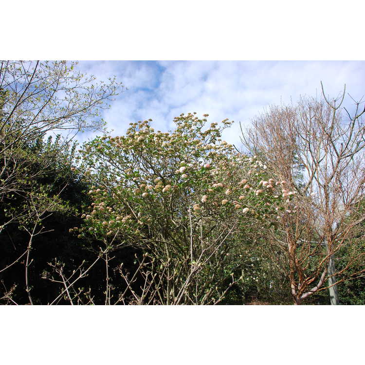 Viburnum ×carlcephalum - fragrant viburnum