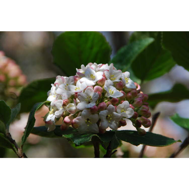 Viburnum ×carlcephalum - fragrant viburnum