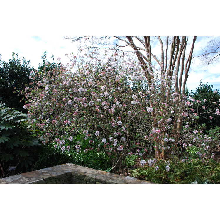 Viburnum ×burkwoodii 'Mohawk' - Egolf hybrid Burkwood viburnum