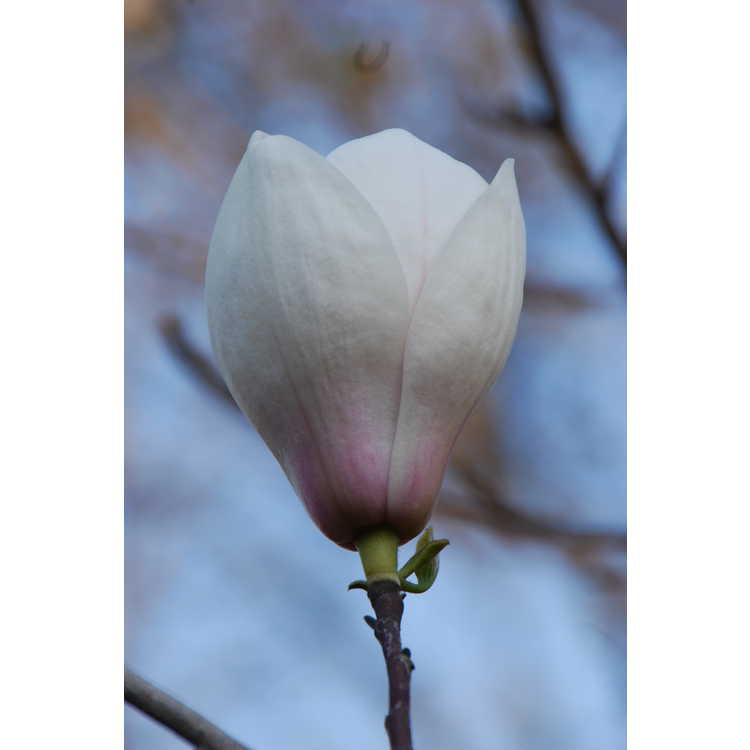 Magnolia 'Sayonara' - Gresham hybrid magnolia