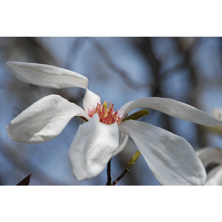 Magnolia ×kewensis 'Wada's Memory' - Kew magnolia